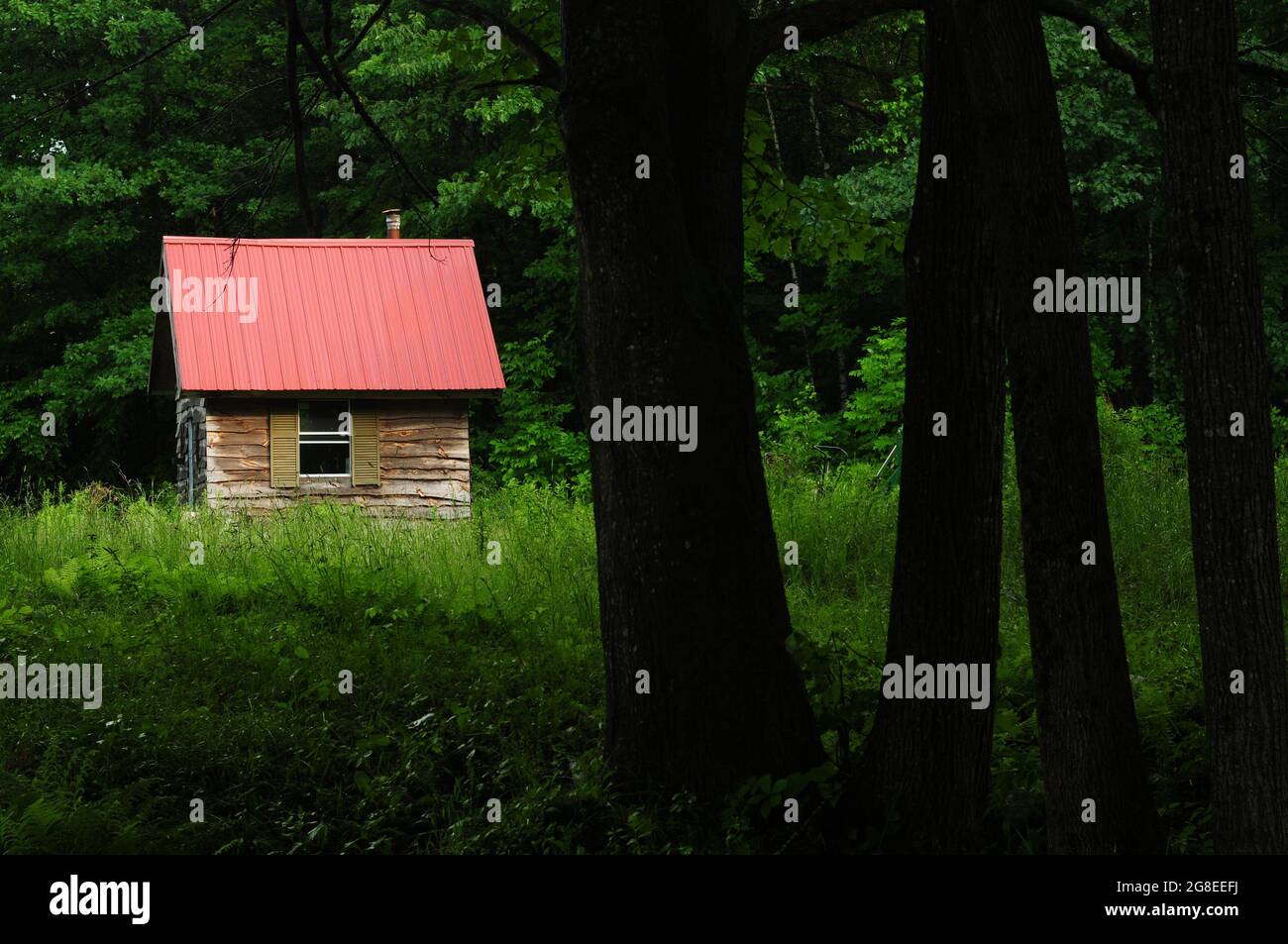 Des arbres ombrageux se trouvent devant un chalet en bois dans une forêt dans le Maine rural Banque D'Images
