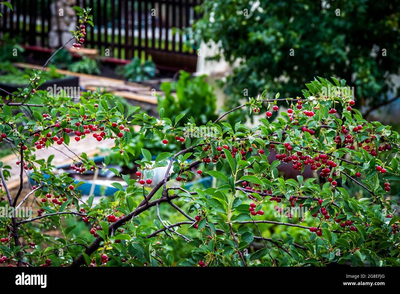 Les cerises mûres sont couvertes de gouttes de pluie estivale chaude. Banque D'Images