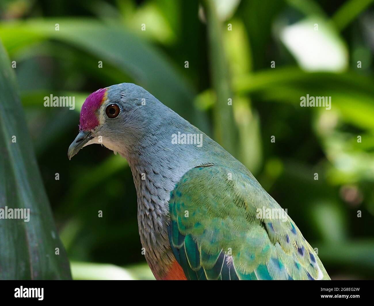 Charmante colombe aux fruits à couronne de rose avec exquis plumage. Banque D'Images