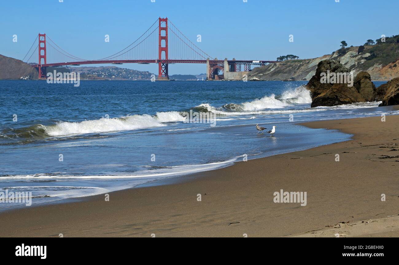 Oiseaux sur Golden Gate - San Francisco, Californie Banque D'Images