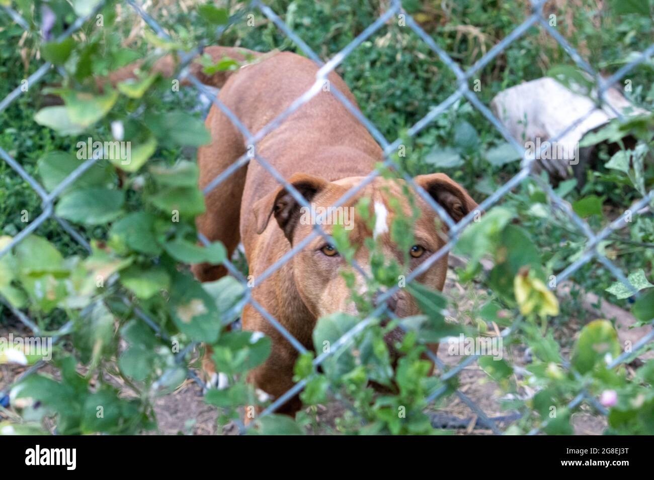 Taureau brun et blanc derrière la clôture de maillon de chaîne . Photo de haute qualité Banque D'Images