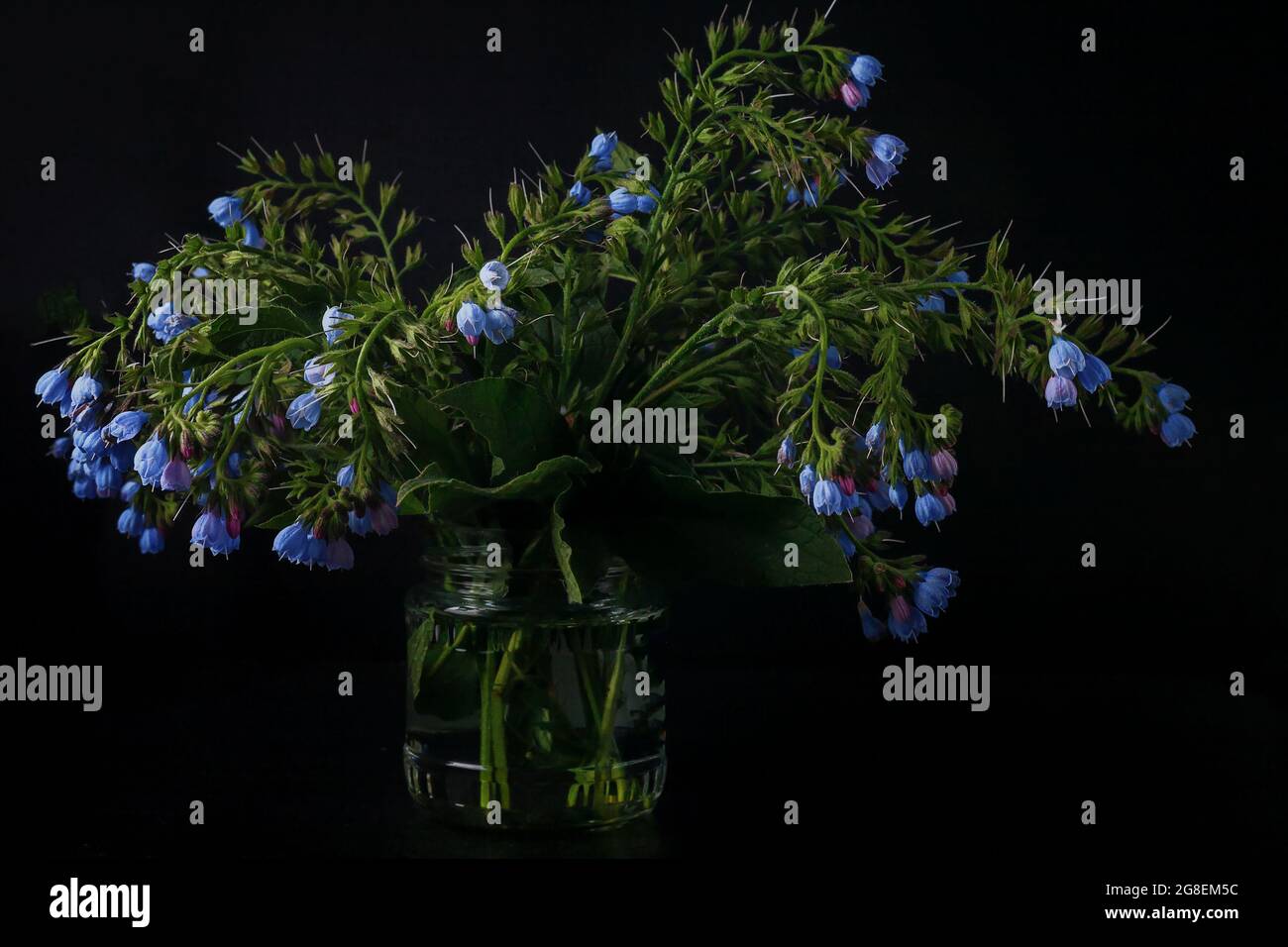 Bouquet de fleurs de la commune de la camaraie, Symphytum officinale, utilisé en médecine organique Banque D'Images