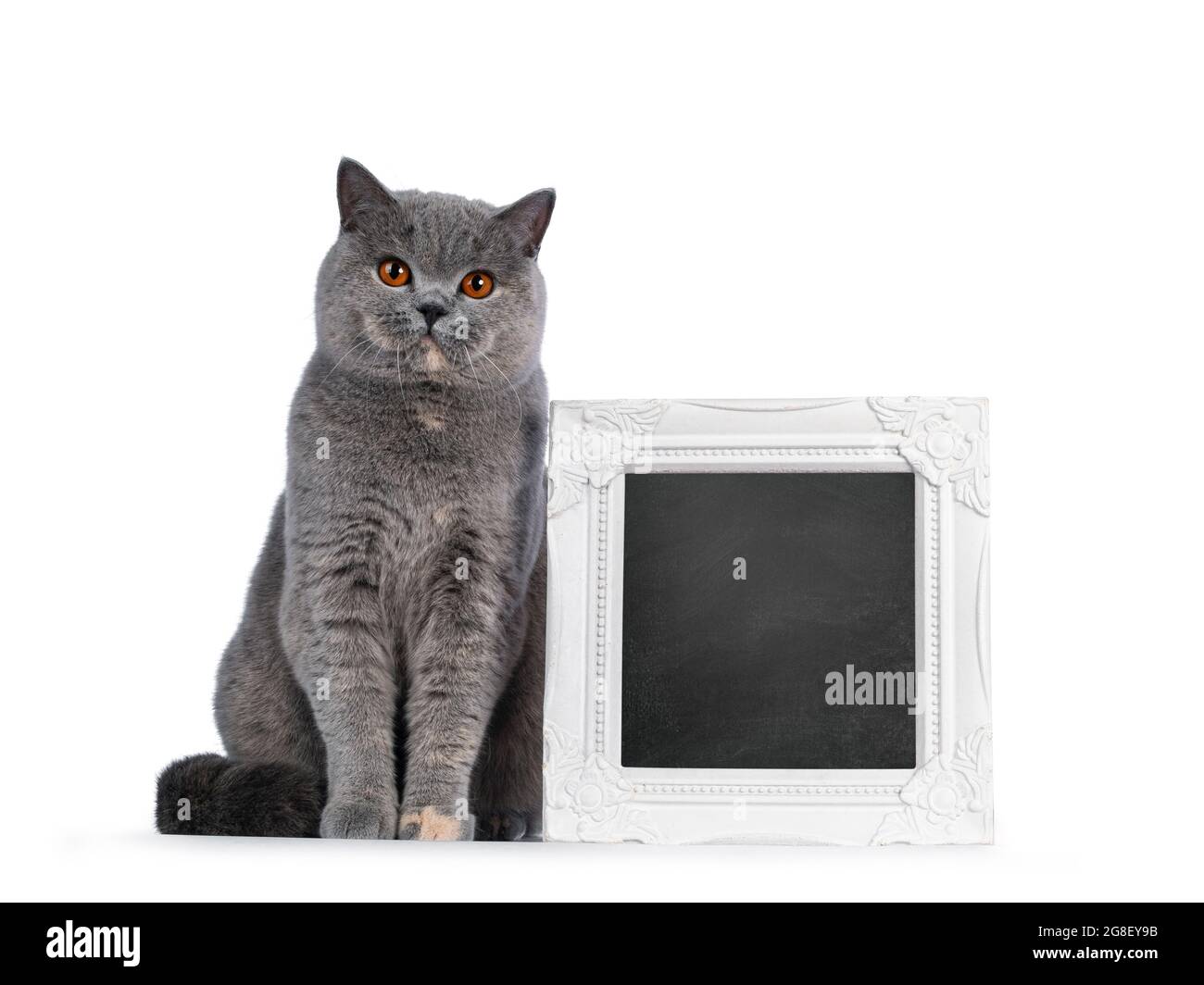 Fabuleux Jeune Adulte Bleu Tortie Britannique Shorthair Chat Assis A Cote De Tableau Noir Cadre Rempli Regarder Vers Un Appareil Photo Avec De Gros Yeux Orange Isole Photo Stock Alamy