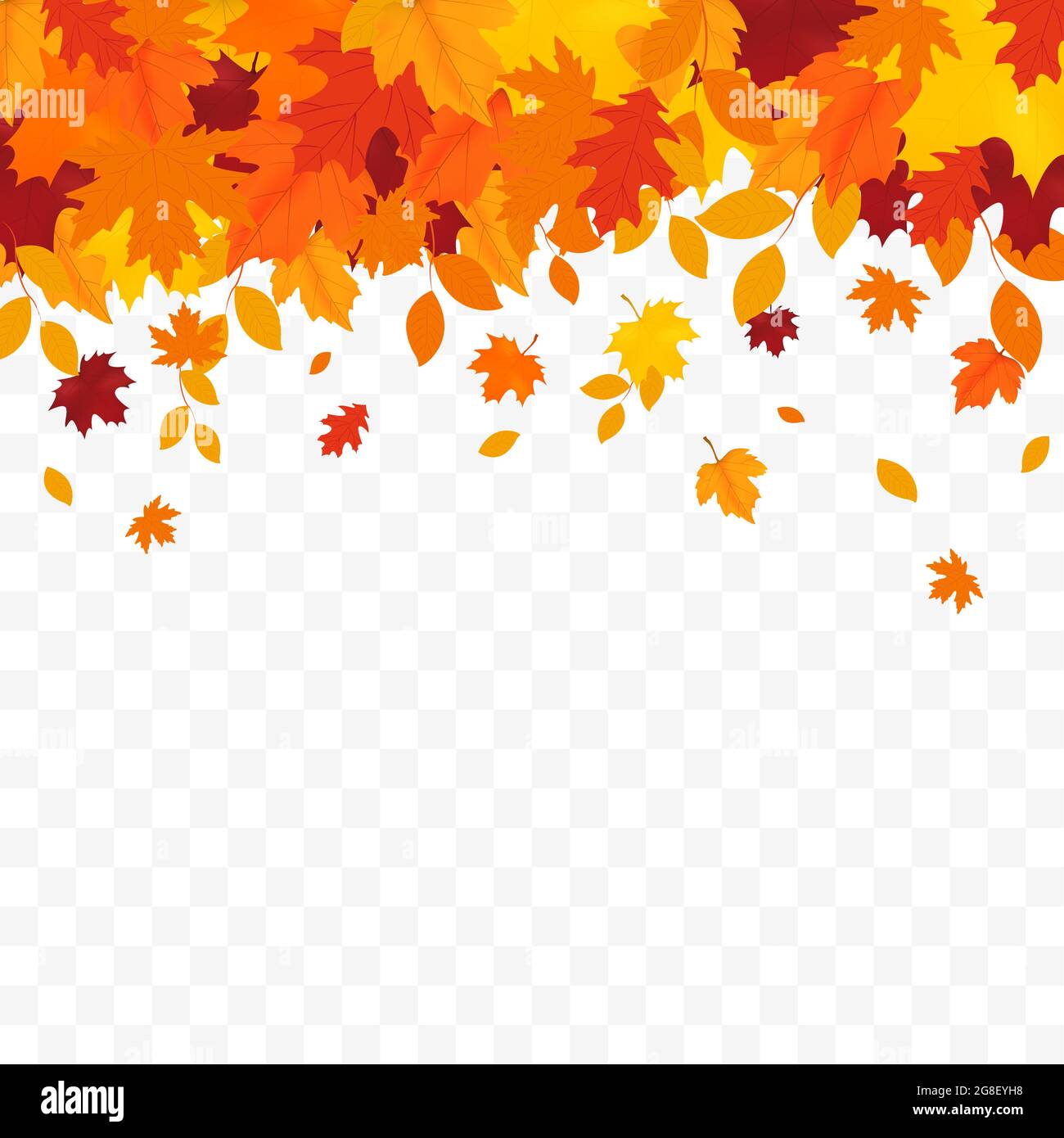 Automne chutes de feuilles isolées sur fond blanc. Arrière-plan d'automne avec feuilles d'érable doré et de chêne. Illustration de Vecteur