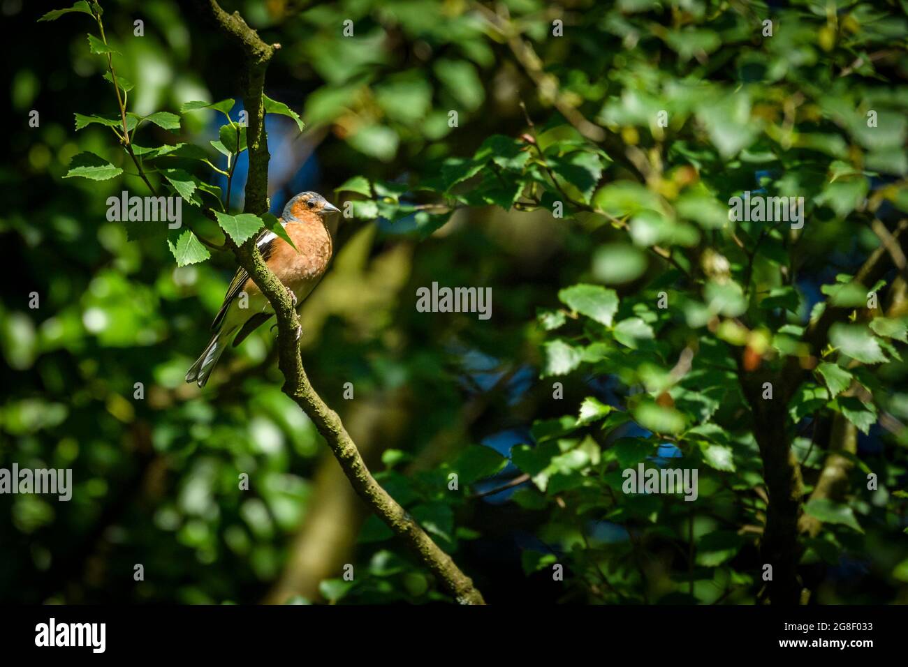 1 petit oiseau de jardin coloré (chaffin mâle) perché dans des branches d'arbre (tête grise, poitrine orange-rouge, bec, queue) - Yorkshire, Angleterre, ROYAUME-UNI. Banque D'Images