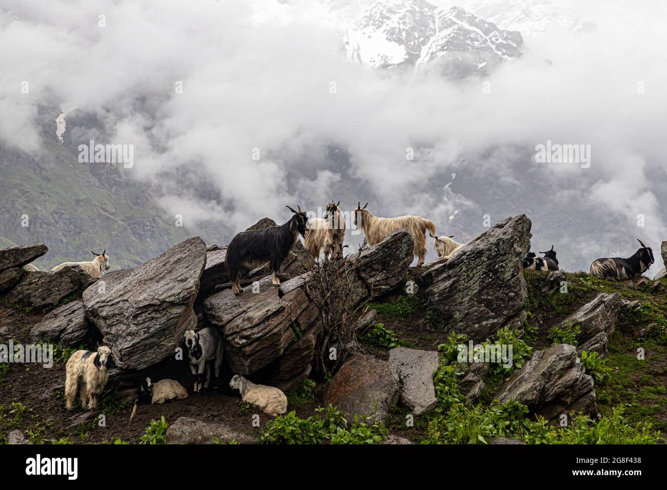vue sur les montagnes vertes du himalyan et les moutons et les chèvres paître sur les champs. Banque D'Images