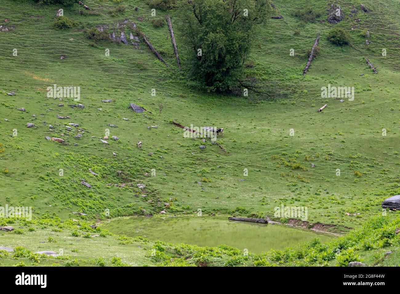 vue sur la montagne verte du himalyan et pâturage de la vache sur les champs. Banque D'Images