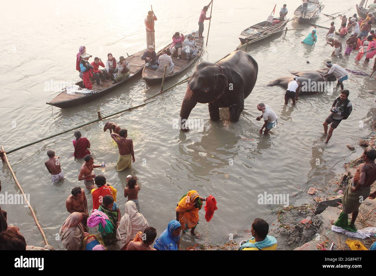 Les éléphants sont baignés et nettoyés dans la rivière Ganda à Sonpur Fair, la plus grande foire de vente d'animaux en Asie. La foire a plus de mille ans. Banque D'Images
