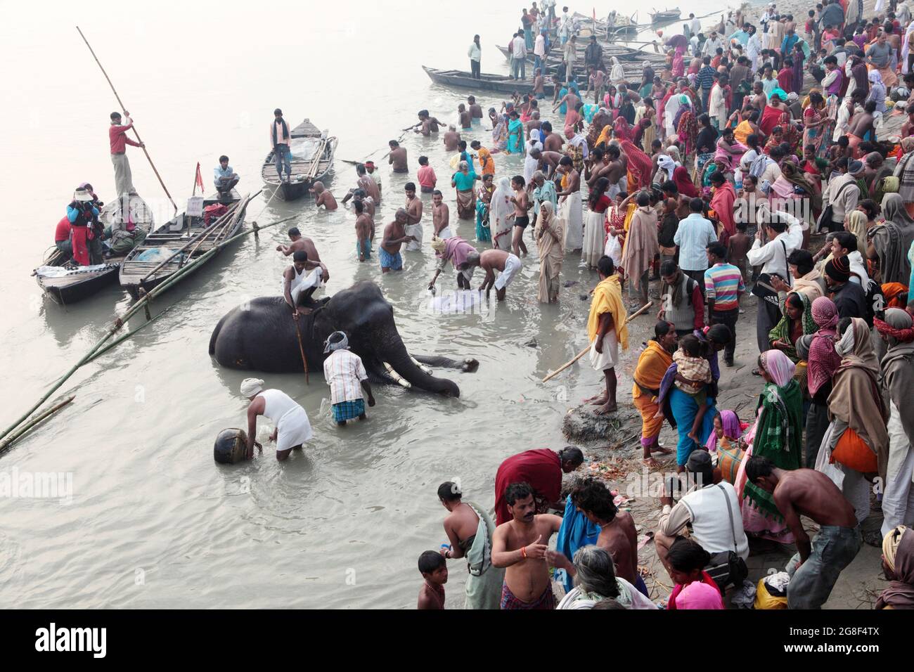 Les éléphants sont baignés et nettoyés dans la rivière Ganda à Sonpur Fair, la plus grande foire de vente d'animaux en Asie. La foire a plus de mille ans. Banque D'Images