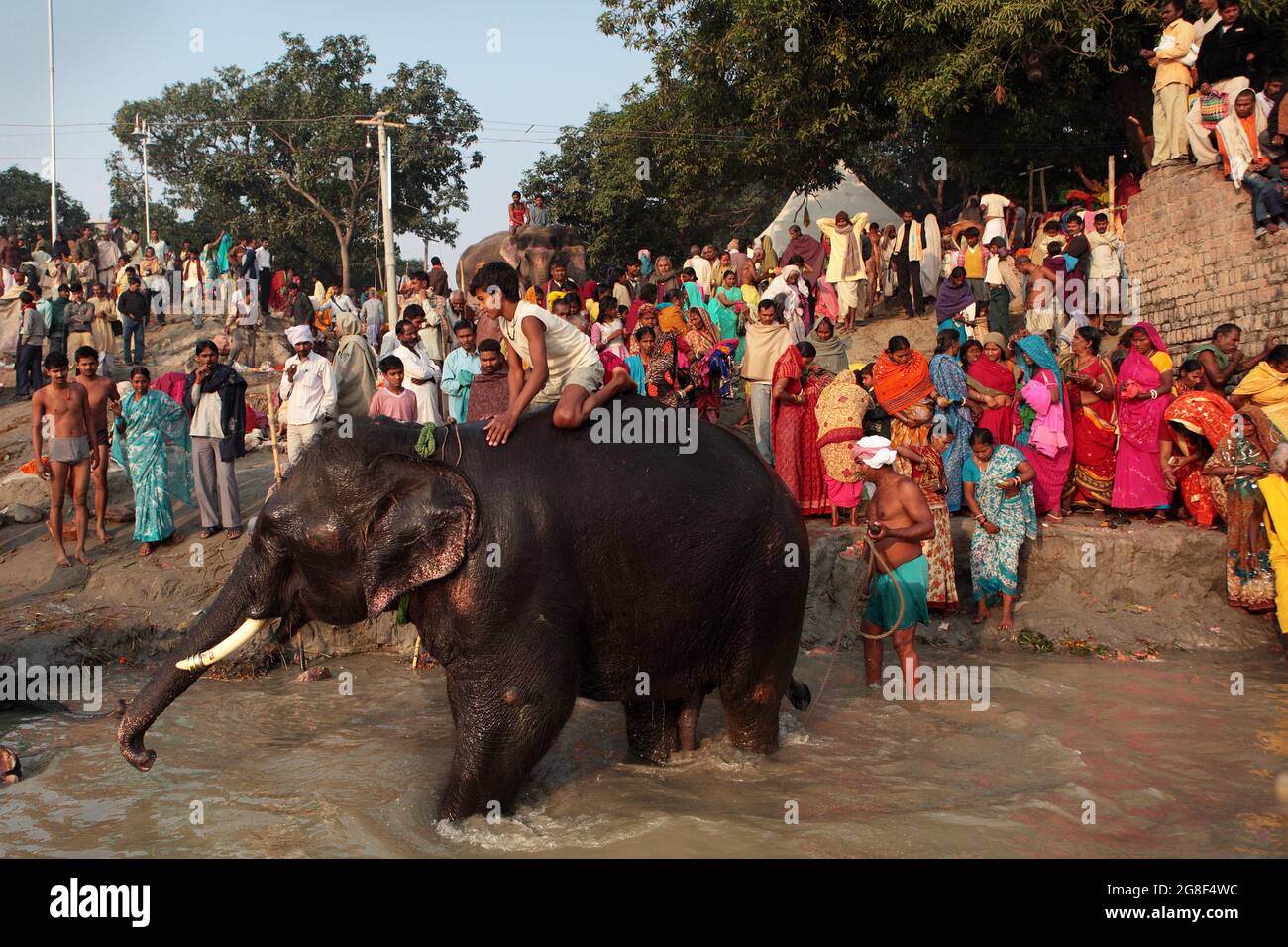 Les éléphants sont baignés et nettoyés dans la rivière Ganda à Sonpur Fair, la plus grande foire de vente d'animaux en Asie. La foire a plus de mille ans. Banque D'Images