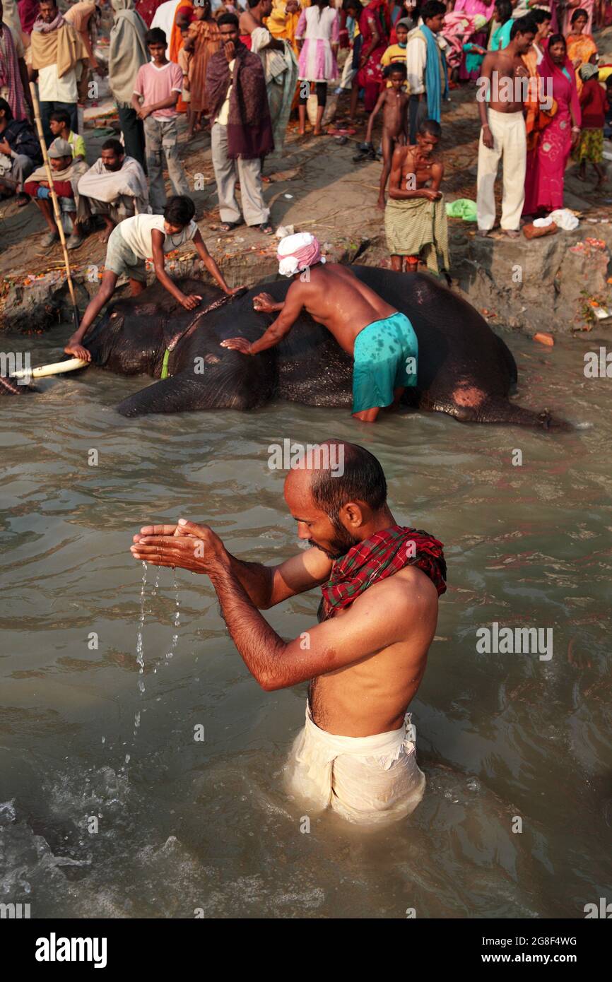 Les éléphants sont baignés et nettoyés dans la rivière Ganda à Sonpur Fair, la plus grande foire de vente d'animaux en Asie. La foire a plus de mille ans. Banque D'Images