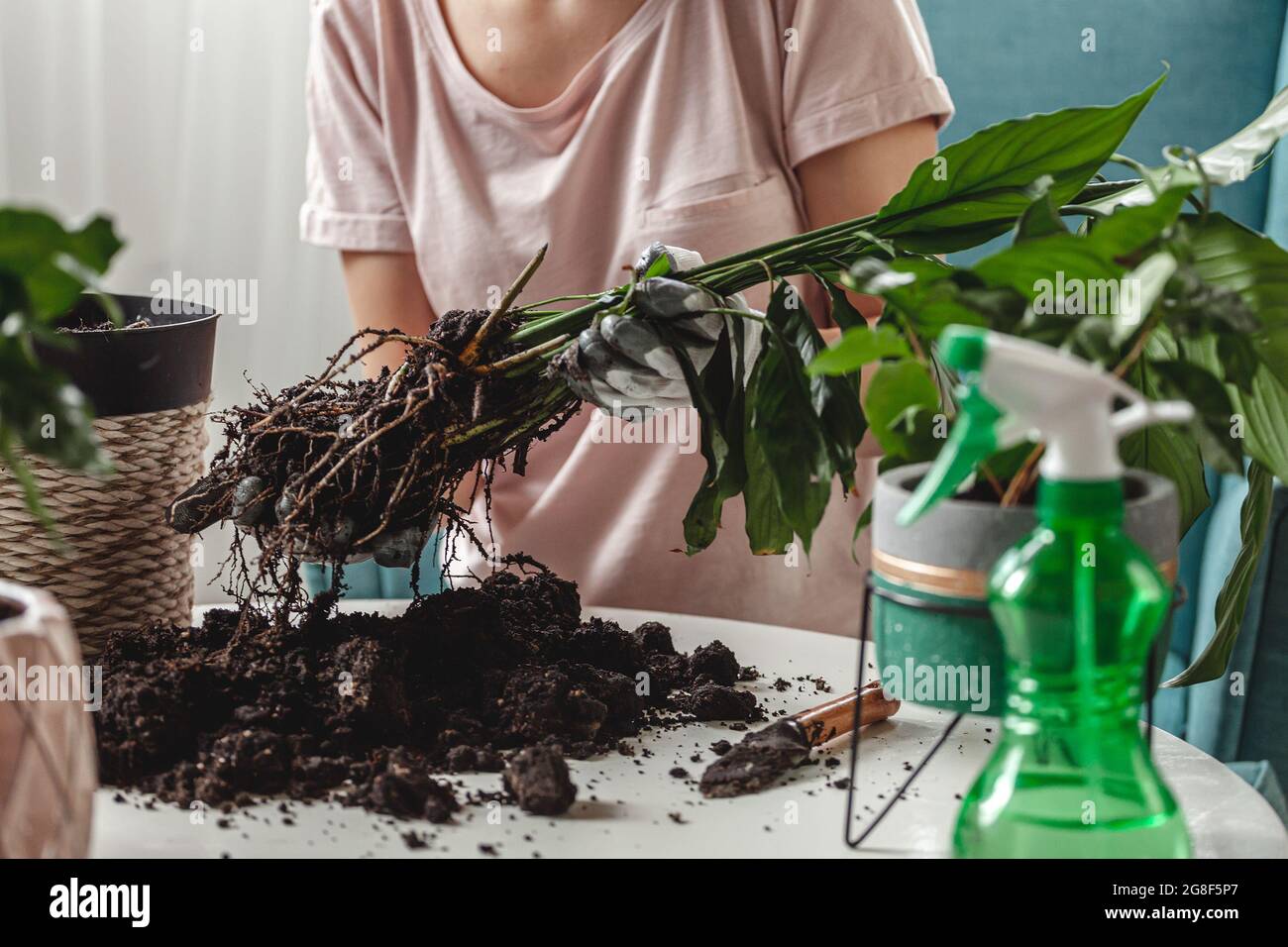 Greffe de plante, femme de soins de la maison et usine de transplantation Banque D'Images