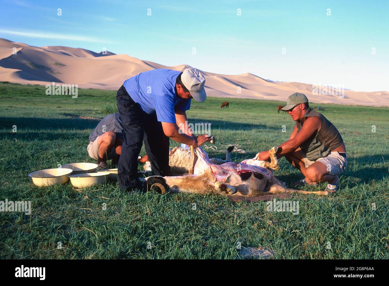 Nomades pratiquant la tuerie traditionnelle de moutons dans le désert de Gobi, Mongolie Banque D'Images