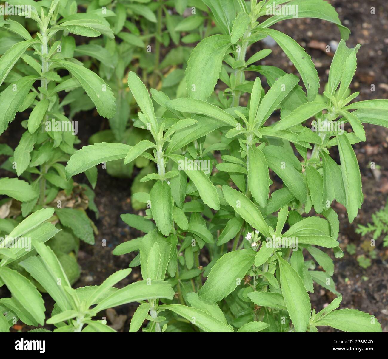 Stevia, rebaudiana, Suesskraut, ist eine wichtige Heilpflanze die auch als Suessmittel genutzt wird. La stévia, le rebaudiana, l'herbe douce, est un m important Banque D'Images