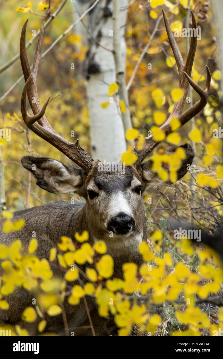 Cerf mulet (Odocoileus hemionus) dans le parc national de Yellowstone Banque D'Images