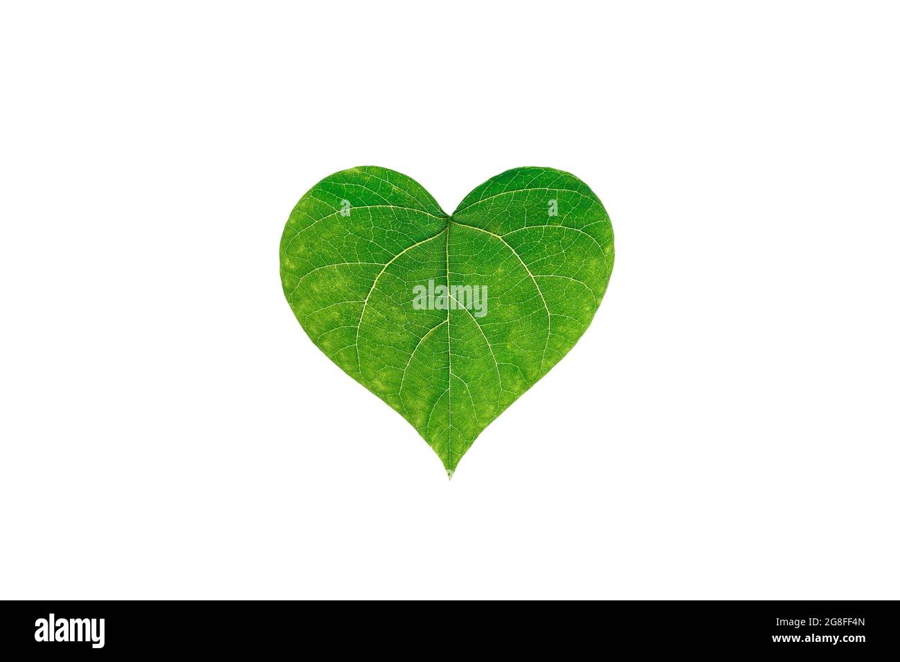 Les congés verts sont disposés en forme de coeur sur un fond blanc isolé. Le concept de l'amour pour la nature. Protection écologique, protection de la nature et de l'écologie. Mise au point sélective. Espace de copie. Vue de dessus. Banque D'Images