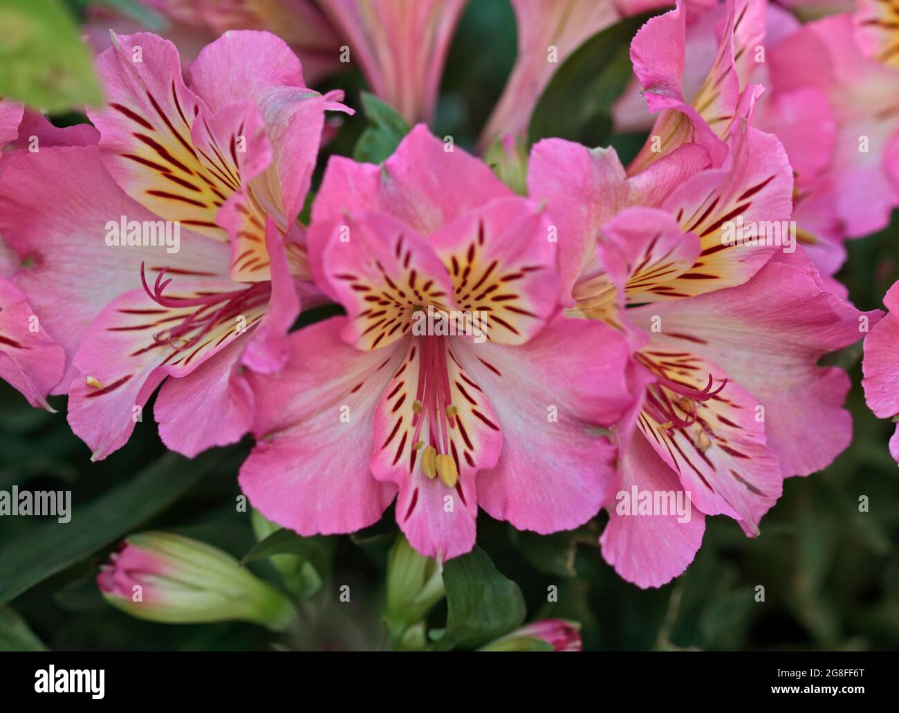 L'Alstroemeria Inticancha Sunshine Banque D'Images