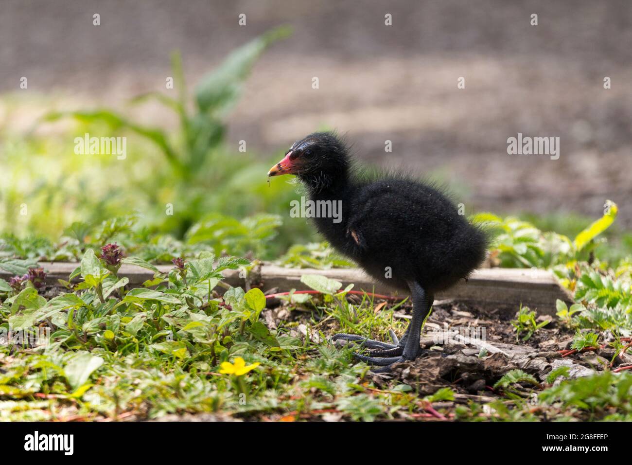 Poussin de Moorhen (Gallinula chloropus) petit plumage gris foncé doux jambes grises avec de grands pieds gris et de longs orteils, bec rouge et jaune et yeux noirs Banque D'Images