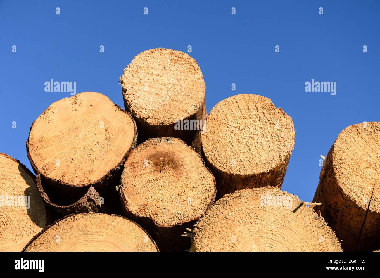 Tas de troncs d'arbre décortiqués avec anneaux de croissance en coupe transversale visibles et ciel bleu clair avec espace de copie Banque D'Images