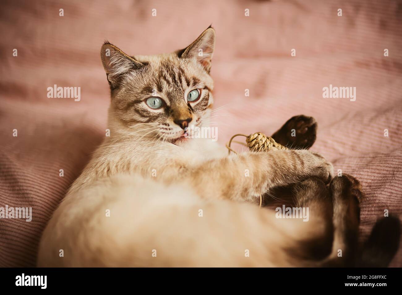 Un joli chaton thaïlandais rayé joue avec une souris en peluche et a coincé sa langue dans la surprise. Animaux de compagnie mignons et amusant avec un jouet. Banque D'Images