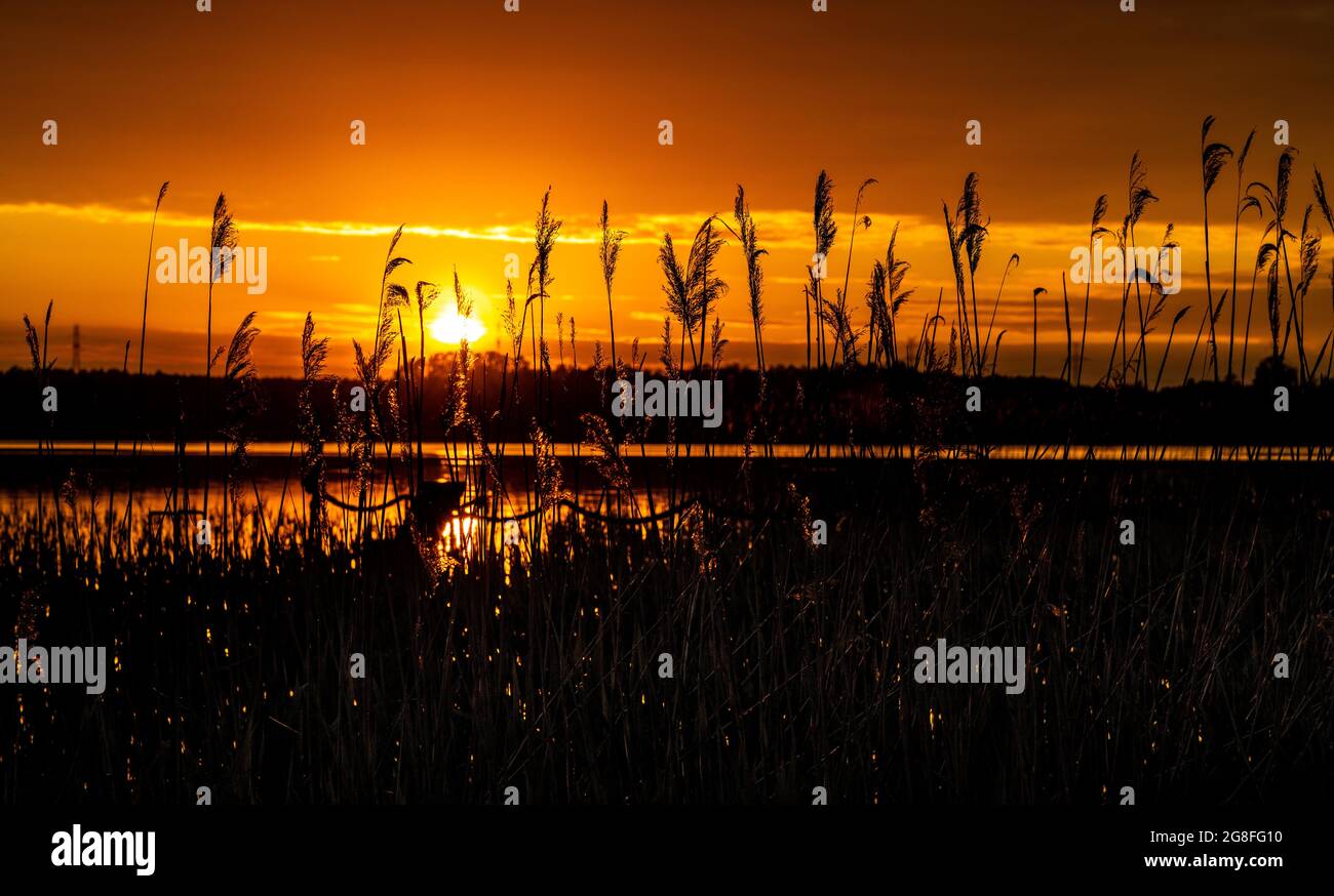 Vue panoramique d'été au coucher du soleil de Jezioro Selmet Wielki paysage du lac avec roseaux et rivage boisé dans le village de Sedki dans la région de Masuria en Pologne Banque D'Images