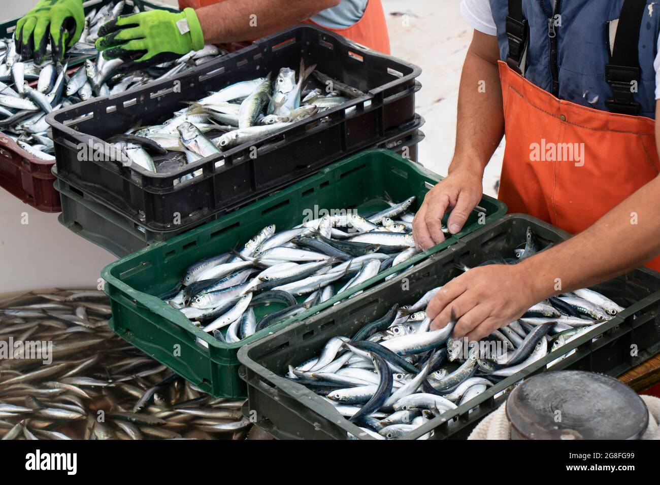 Pêcheur triant les prises de poisson dans des conteneurs, gros plan des sardines et des mains Banque D'Images