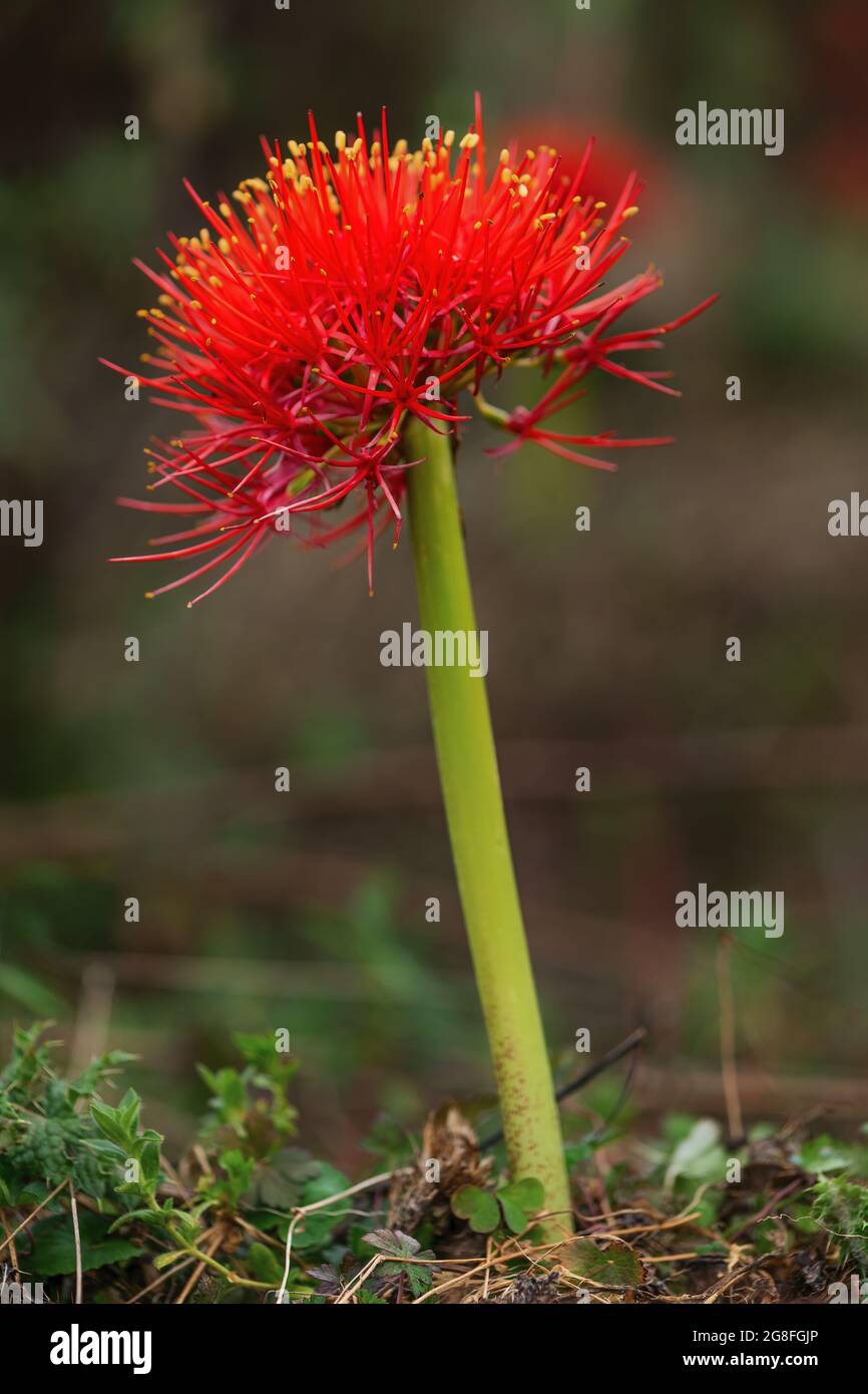 Lily Firesball - Scadoxus multiflorus, belle plante à fleurs rouges des forêts africaines, forêt de Harrena, montagnes de balles, Éthiopie. Banque D'Images