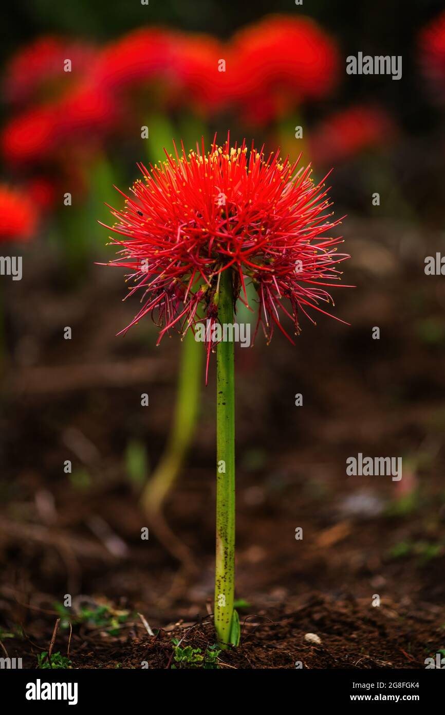Lily Firesball - Scadoxus multiflorus, belle plante à fleurs rouges des forêts africaines, forêt de Harrena, montagnes de balles, Éthiopie. Banque D'Images