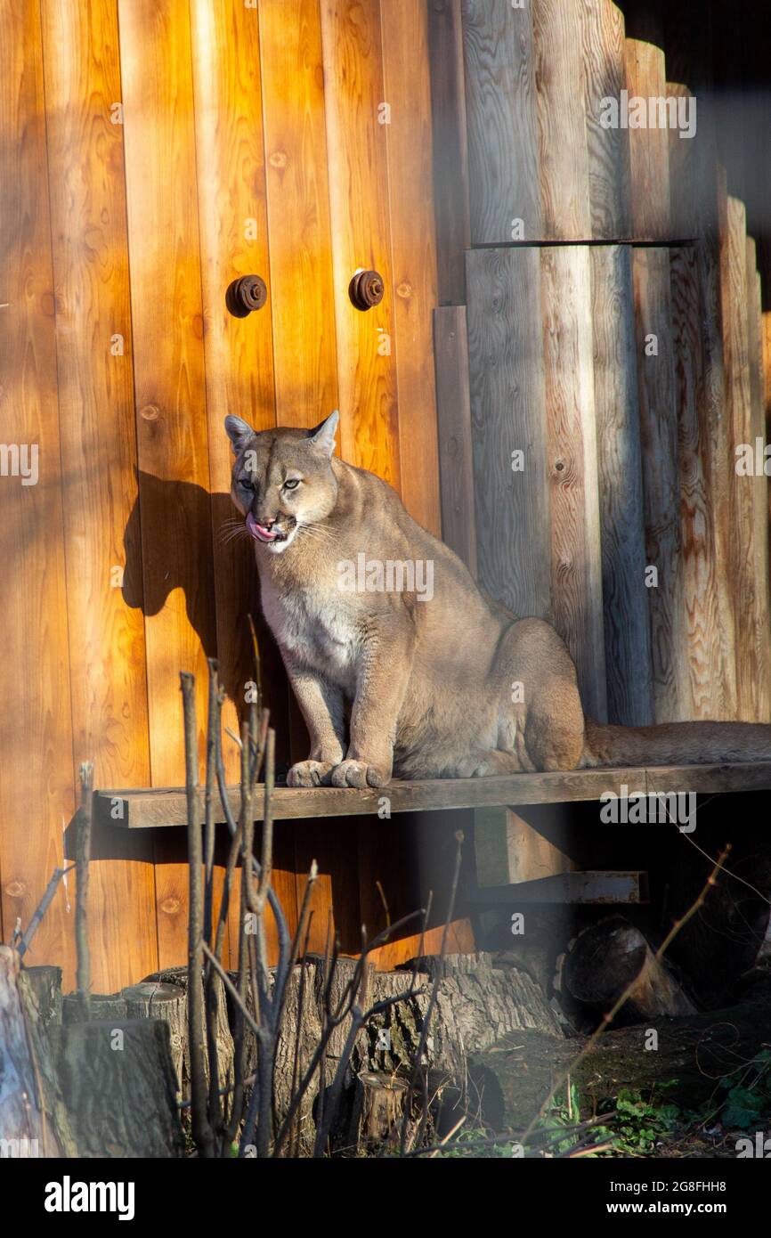 cougar assis sur la planche en bois du zoo. Le puma sauvage lèche ses lèvres. Banque D'Images