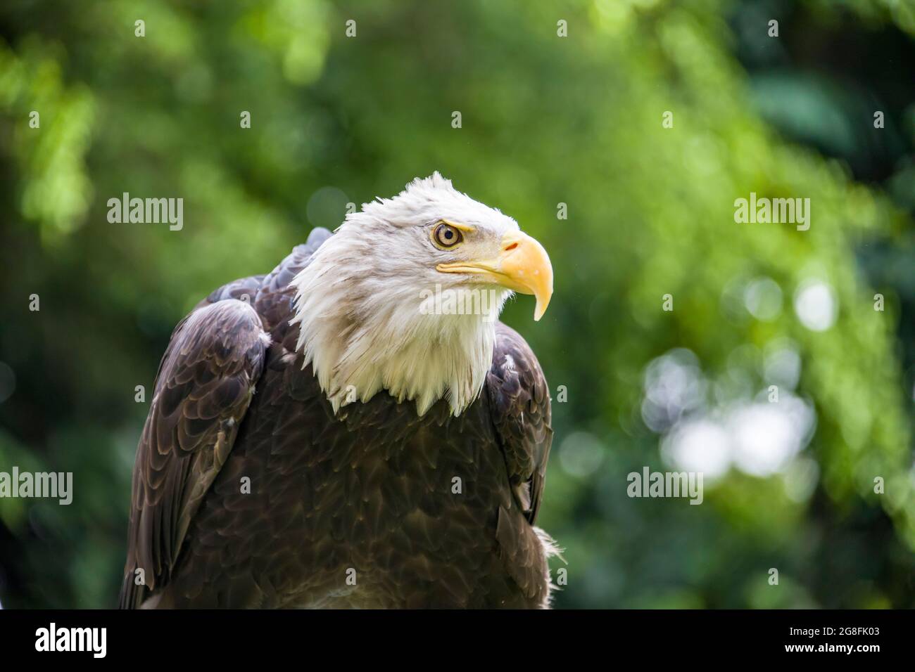 L'image rapprochée de l'aigle à tête blanche (Haliaeetus leucocephalus), un oiseau de proie trouvé en Amérique du Nord. Un aigle de mer. Un fournisseur opportuniste Banque D'Images