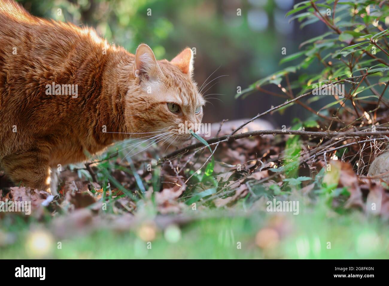 Curieux Ginger Tabby Cat explore le jardin. L'animal félin domestique rouge ou orange s'ébouille à l'herbe à l'extérieur. Banque D'Images