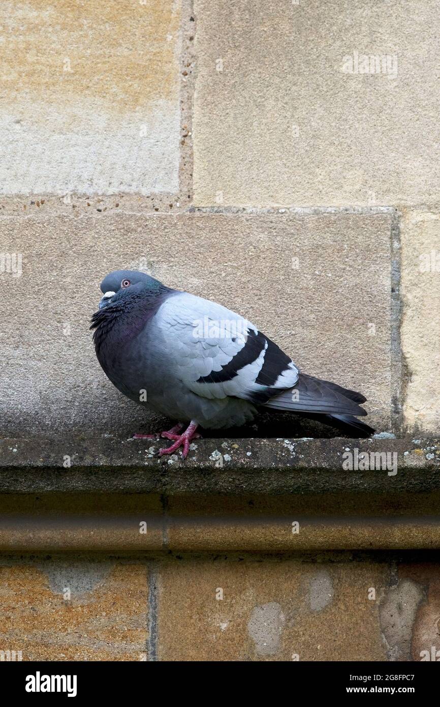Feral Pigeon (Columba livia) Norwich Cathedral GB UK juin 2021 Banque D'Images