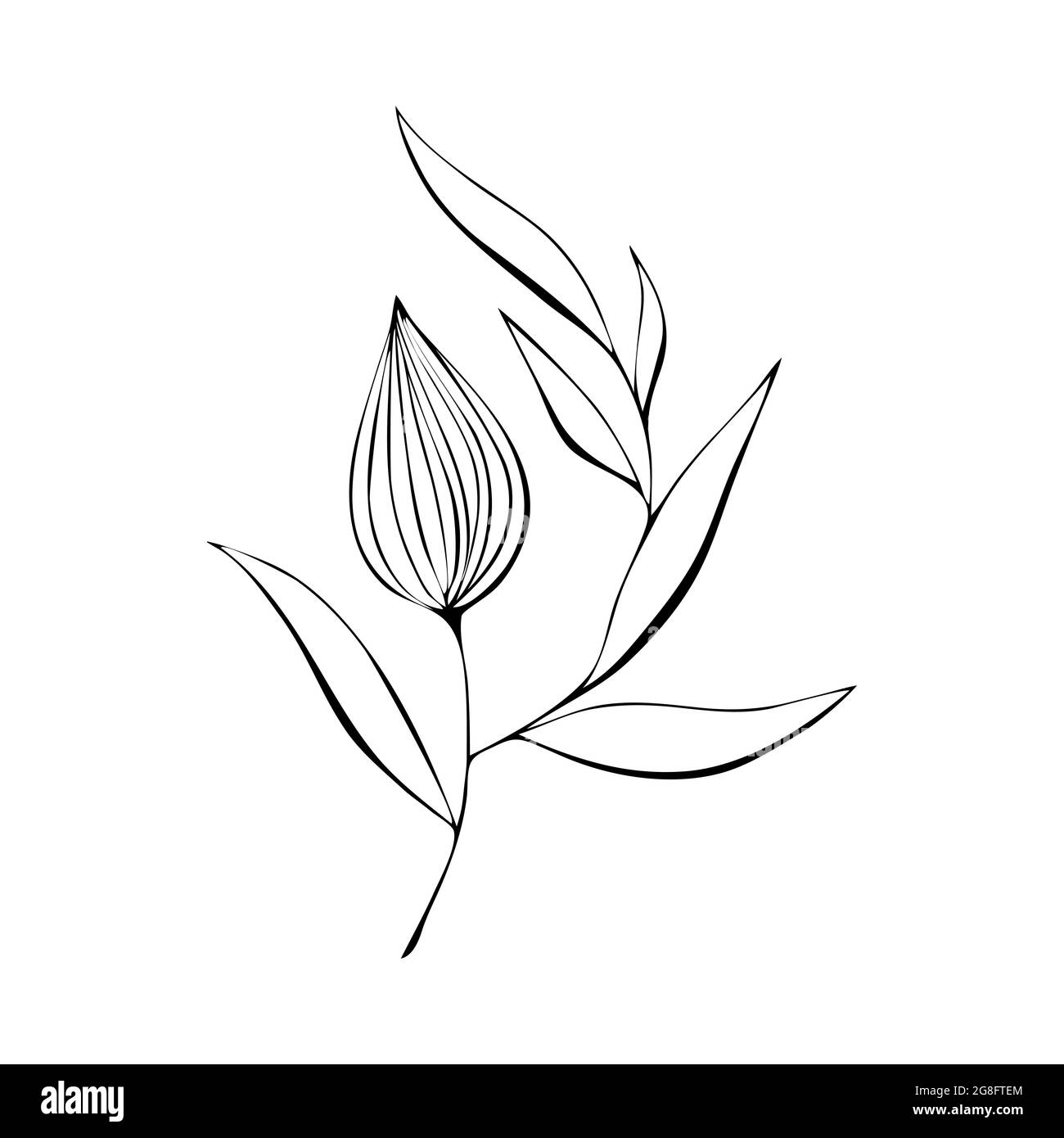 Physalis contour dessin à la main stylisé en noir, isolé sur fond blanc. Illustration vectorielle Illustration de Vecteur