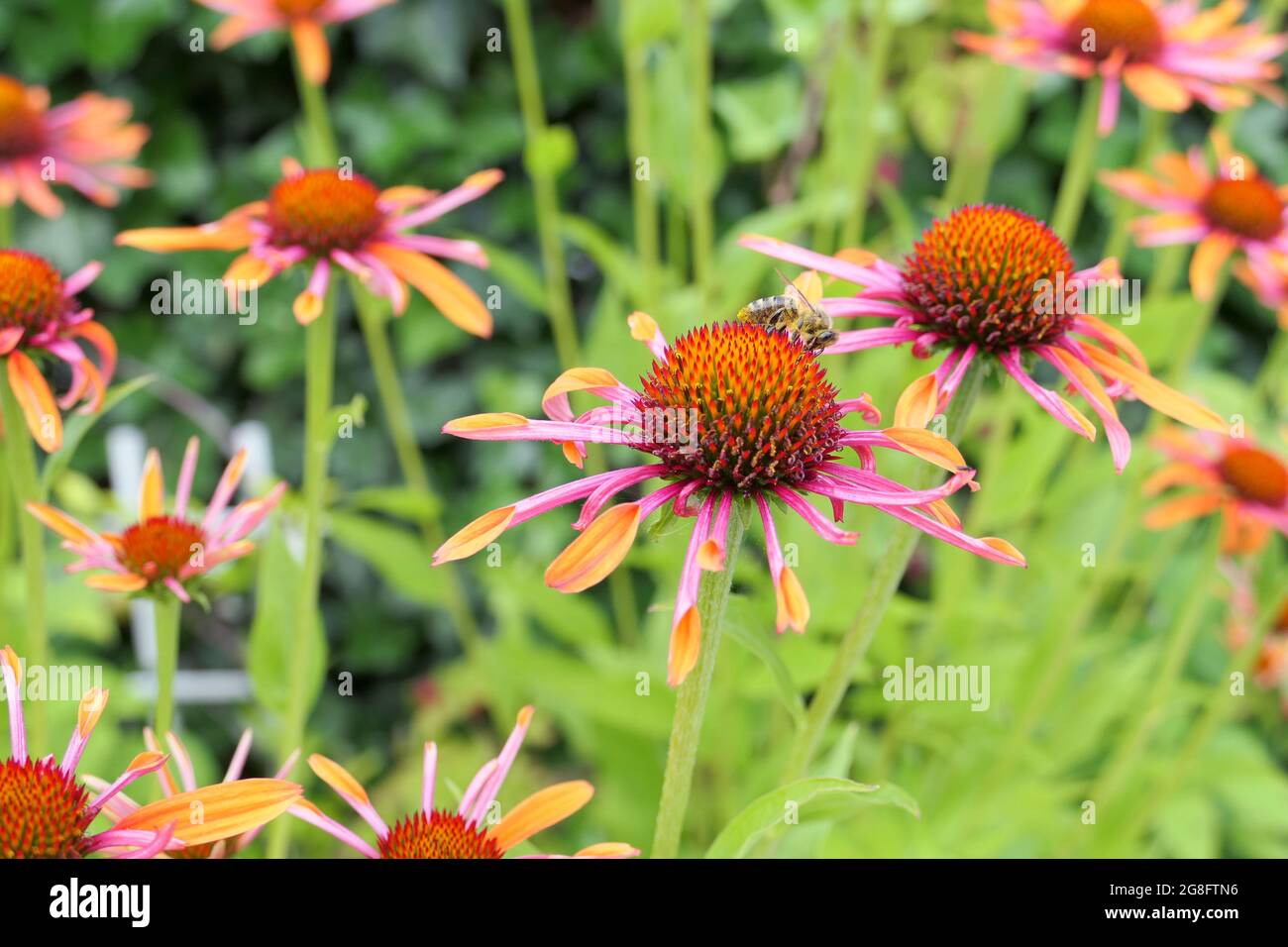 Des fleurs d'Echinacea 'Orange passion' aux couleurs vives et une abeille collectant du pollen et du nectar Banque D'Images