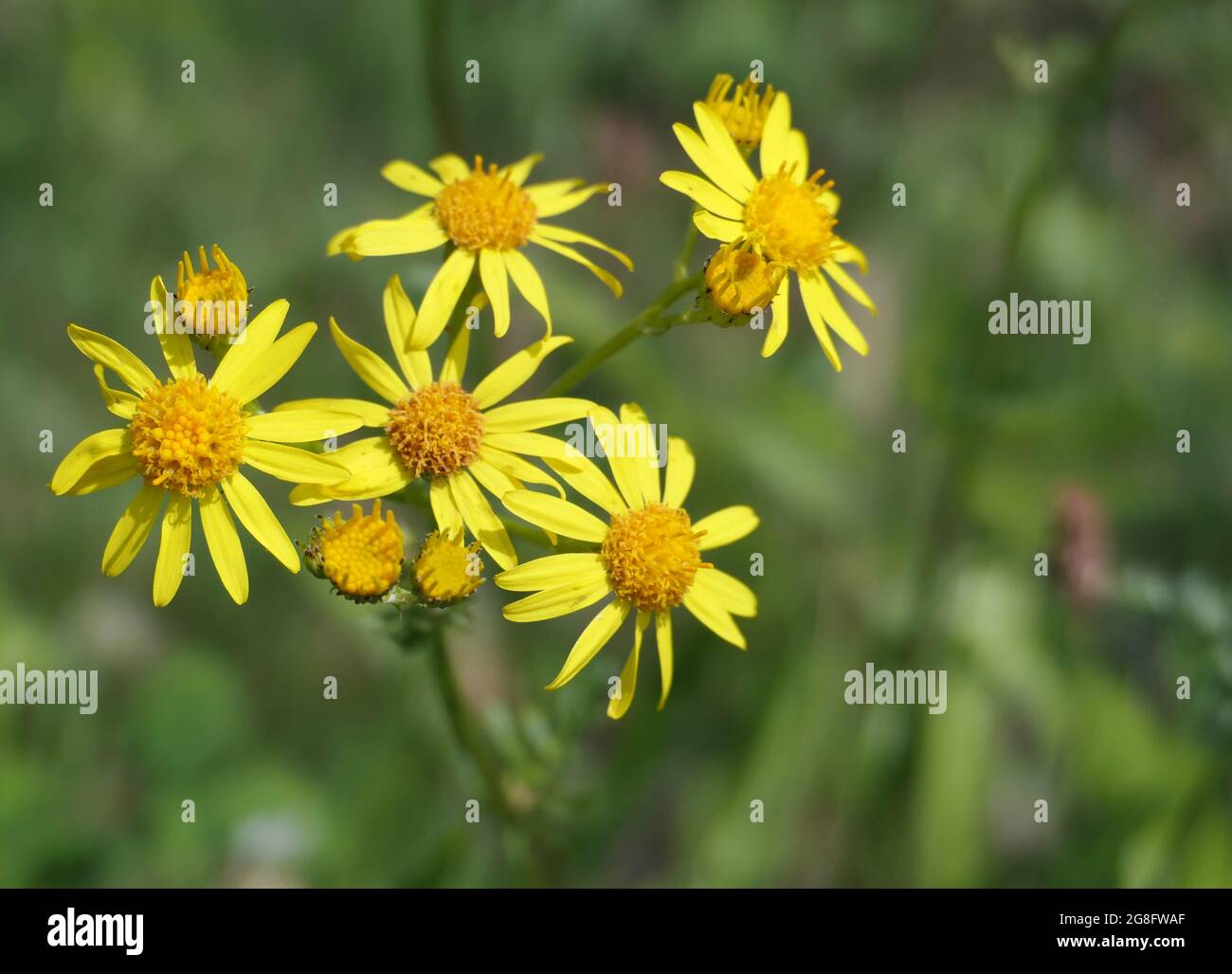Les fleurs jaune vif de l'armoise commune. Le ragwort (Jacobaea vulgaris) est la principale source de nourriture pour les larves de la teigne de Cinnabar (Tyria jacobaeae). Banque D'Images