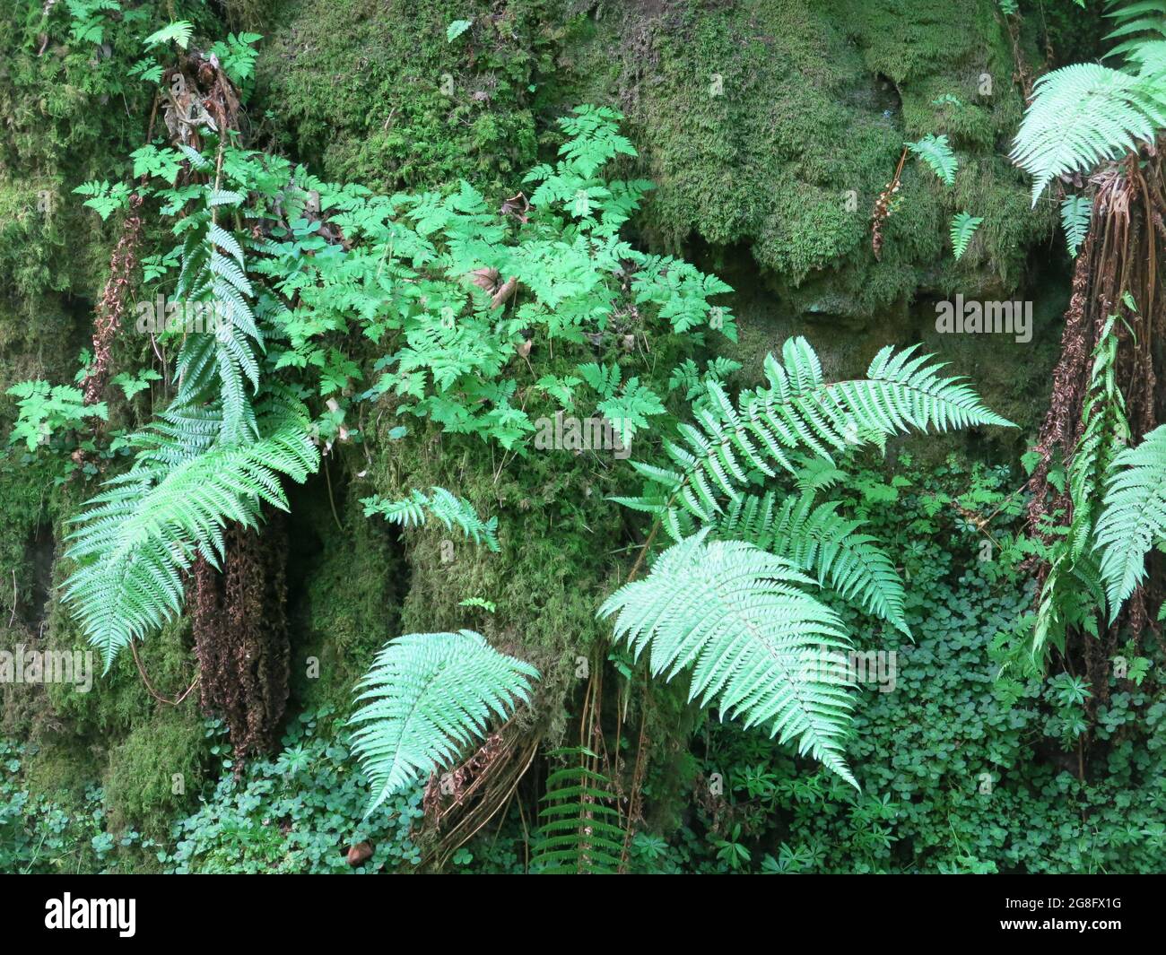 Les chemins peuvent être escarpés et glissants dans Dollar Glen, mais les promenades dans les bois valent bien la peine d'être escalader avec un riche habitat de mousses, lichens et fougères. Banque D'Images