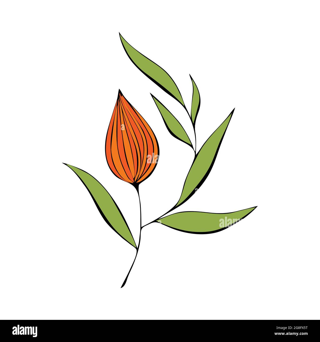 Physalis contour coloré orange vert stylisé dessin à la main isolé sur fond blanc. Illustration vectorielle Illustration de Vecteur