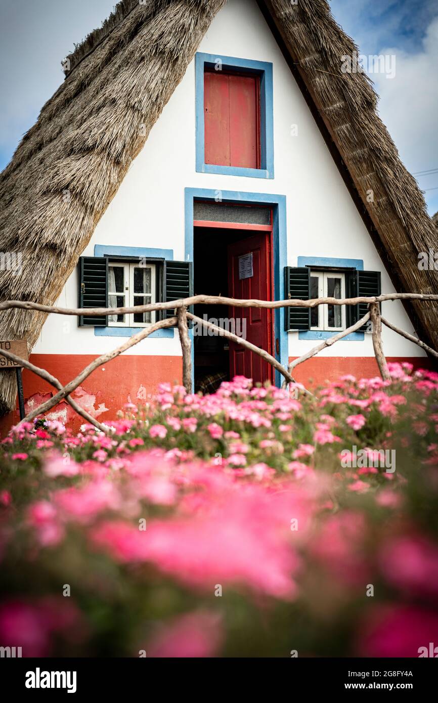 Maison traditionnelle de chaume dans les prairies fleuries, Santana, île de Madère, Portugal, Atlantique, Europe Banque D'Images
