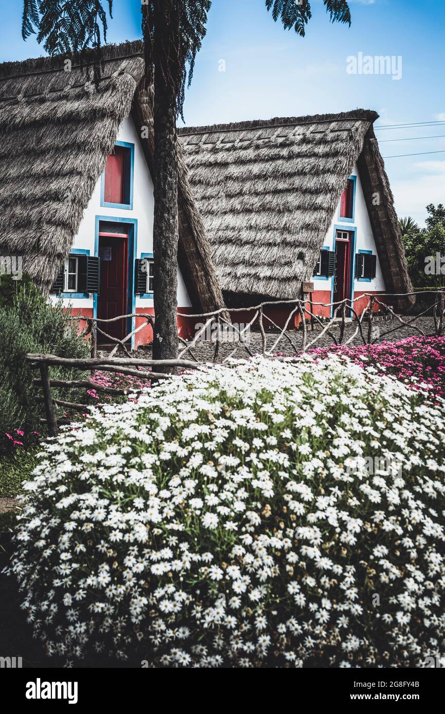 Maisons rurales historiques entourées de fleurs, Santana, île de Madère, Portugal, Atlantique, Europe Banque D'Images