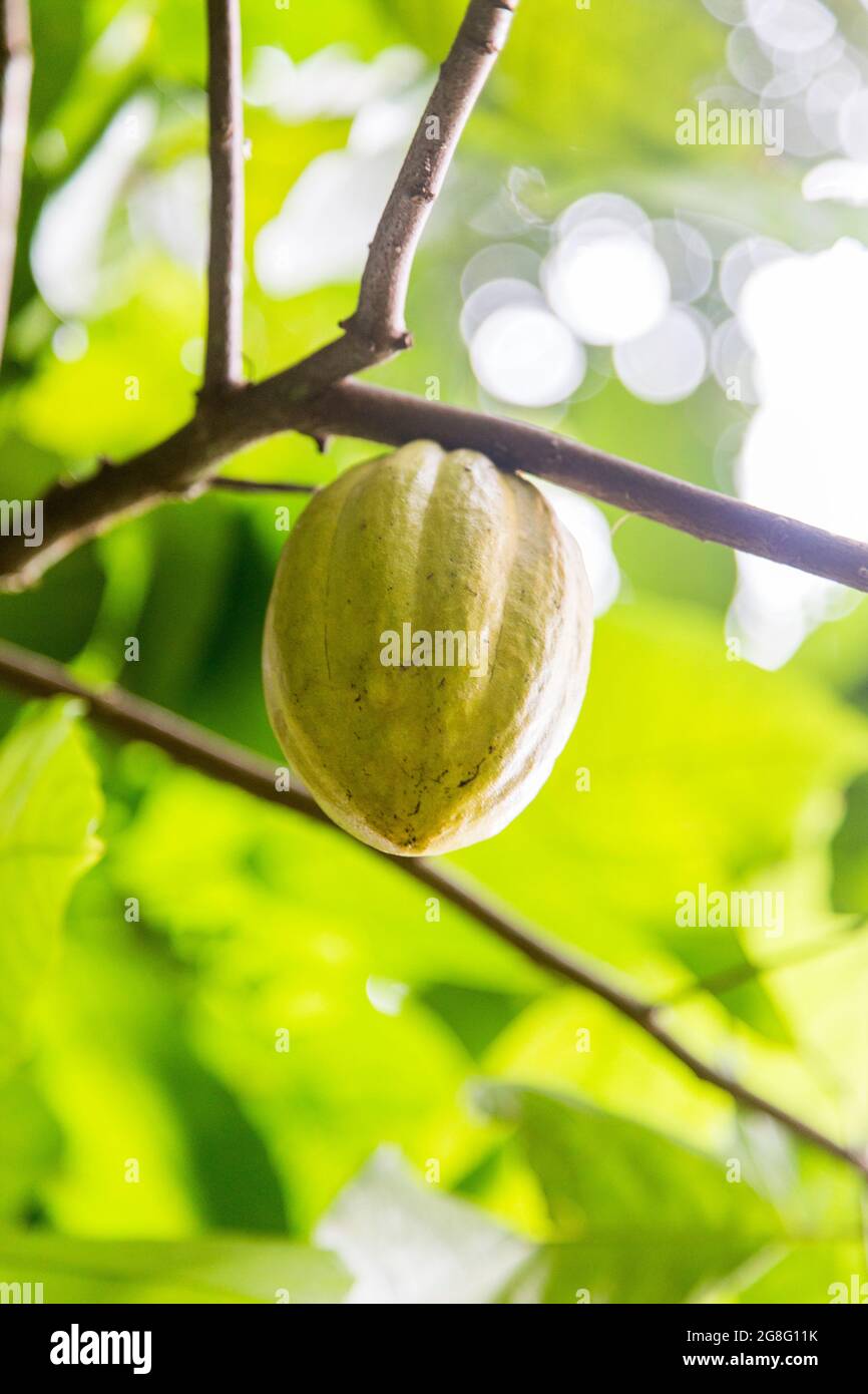 cacao (fruit à partir duquel les graines sont prises pour faire du chocolat) encore dans le cacao. Banque D'Images