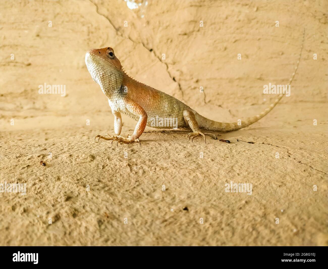 Foyer sélectif d'un lézard Spity Agama rampant sur le sol sec Banque D'Images