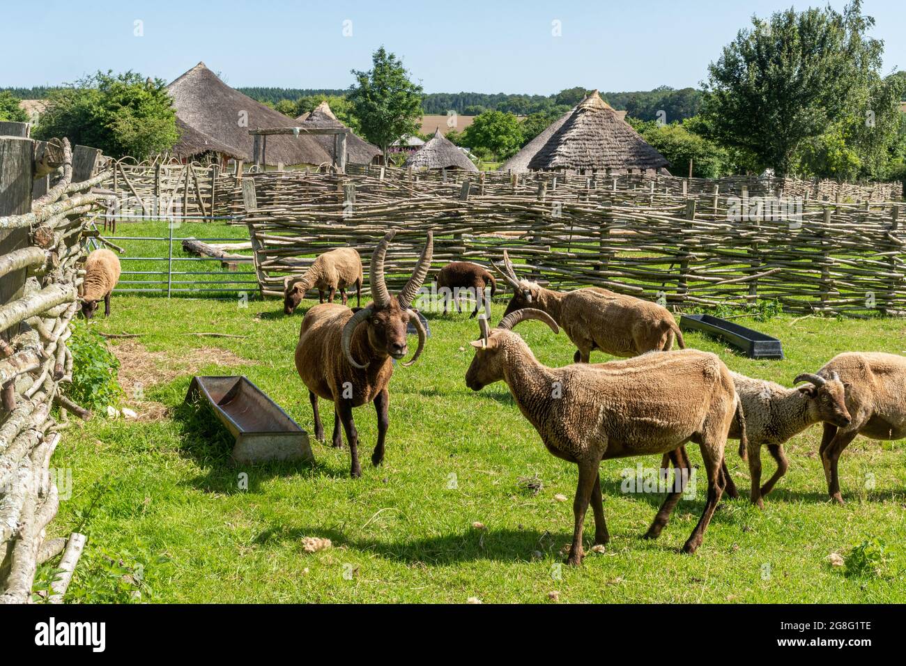 Le mouton Manx Loaghtan, une race primitive de mouton, au musée archéologique en plein air Busser Ancient Farm, Hampshire, Angleterre, Royaume-Uni Banque D'Images