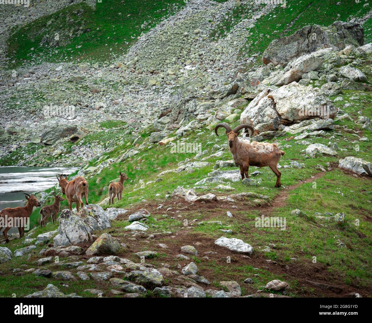 Famille de chèvres de montagne (visites) dans les montagnes du caucase près du lac Banque D'Images