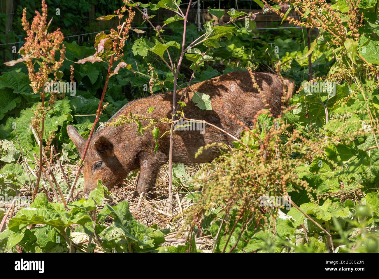 La recherche de porcs, une croix entre le sanglier et la race de porcs Tamworth, à Busser Ancient Farm, dans le Hampshire, en Angleterre, au Royaume-Uni Banque D'Images