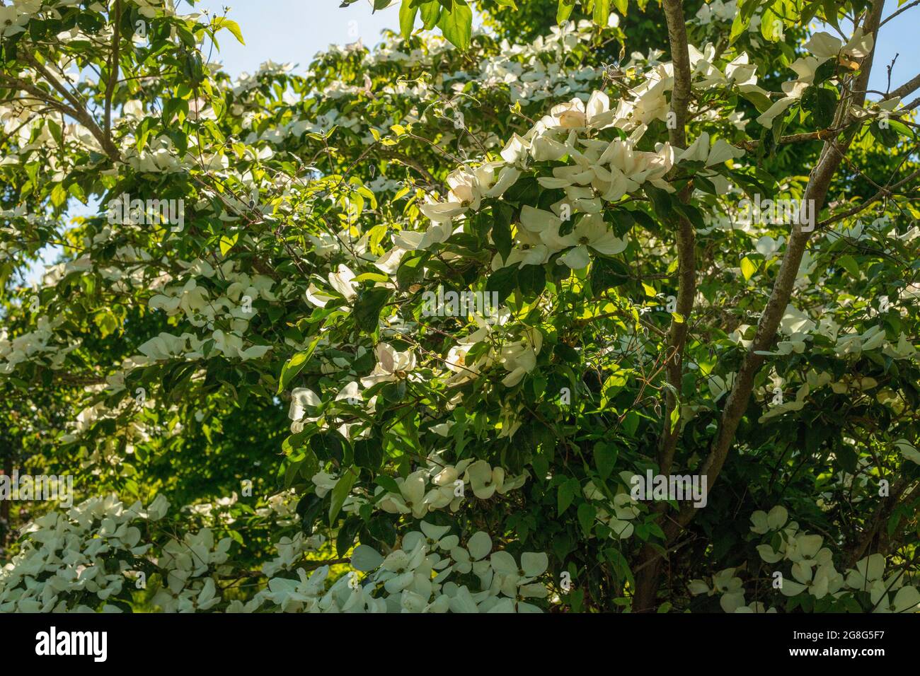 Cornus kousa var. Chinensis, cornouiller chinois, en fleur Banque D'Images