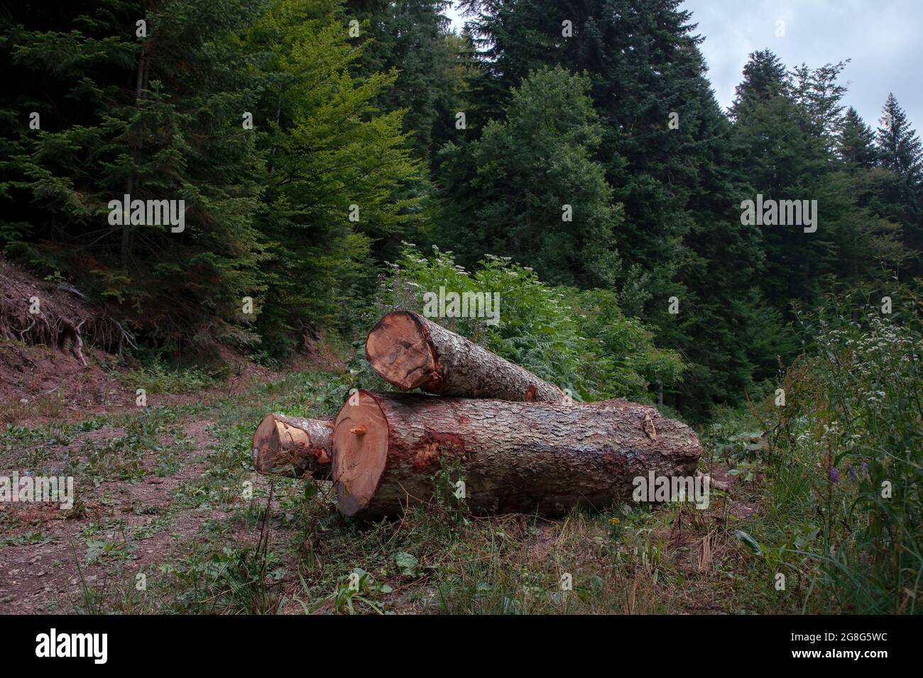 Grumes de pin empilées dans une forêt Banque D'Images
