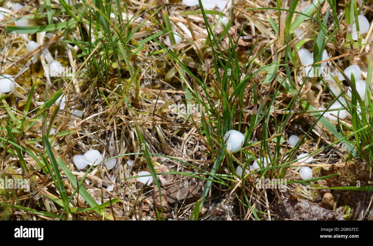 Photo en gros plan des pierres de grêle dans l'herbe. De la taille d'un raisin. Banque D'Images