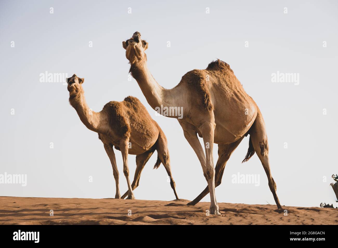Deux chameaux dromadaires (Camelus dromedarius) se tenant de la même façon au sommet d'une dune de sable dans le désert. Banque D'Images