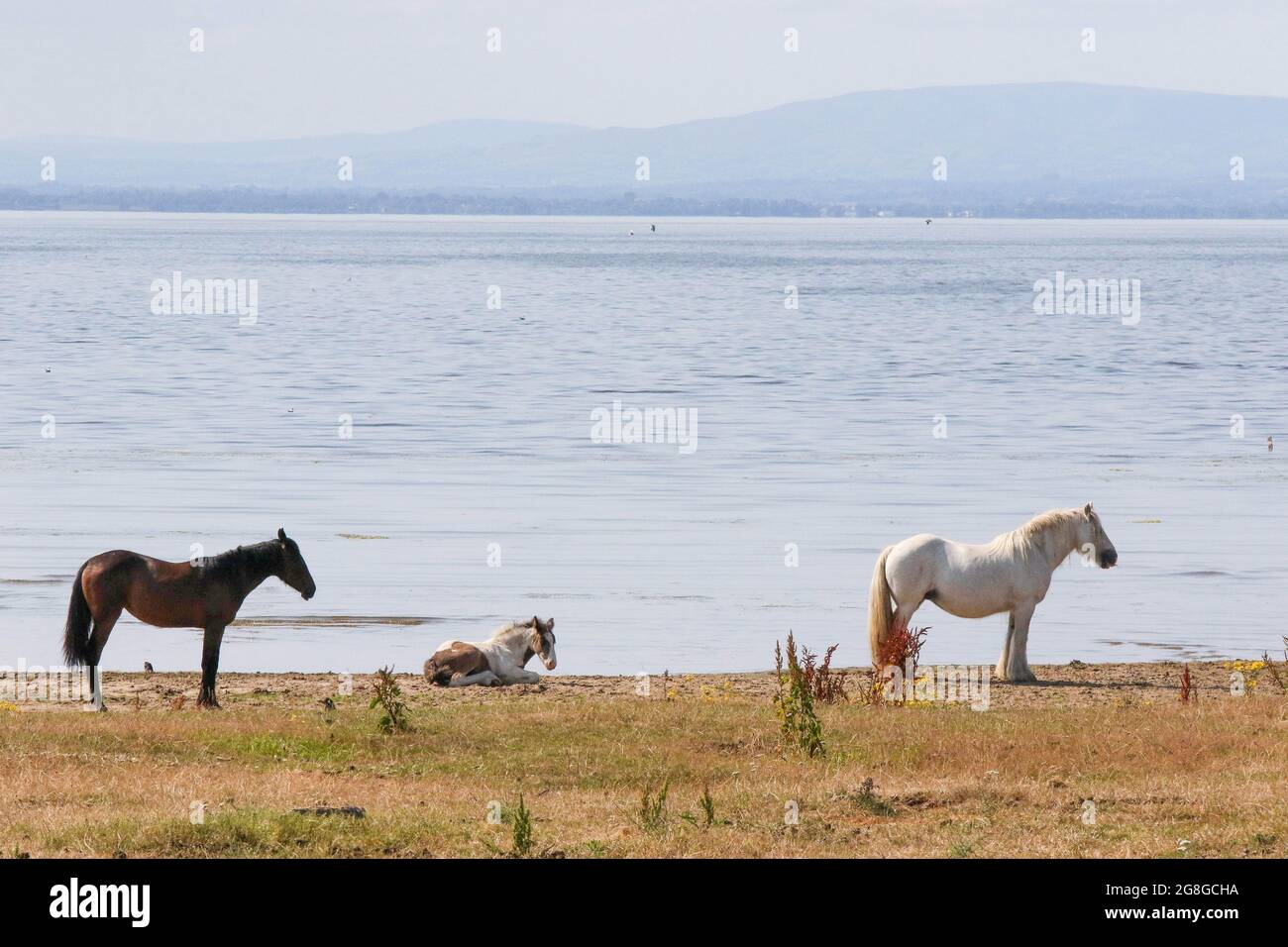 Lough Neagh, comté d'Antrim, Irlande du Nord, Royaume-Uni. 20 juillet 2021. Météo au Royaume-Uni – un avertissement de chaleur extrême a été émis pour les jours à venir en Irlande du Nord lorsque les températures atteignent près de 30 °C par endroits. Des chevaux et un poulain lors d'une journée très chaude sur les rives du Lough Neagh. Crédit : David Hunter/Alay Live News. Banque D'Images