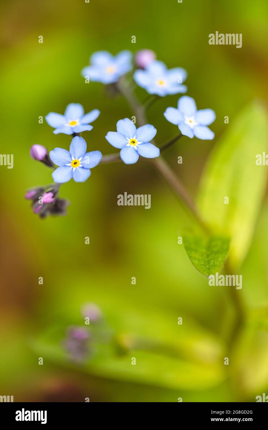 Gros plan sur Alpine Forget-Me-Not dans la forêt nationale de Chugach, dans le centre-sud de l'Alaska. Banque D'Images